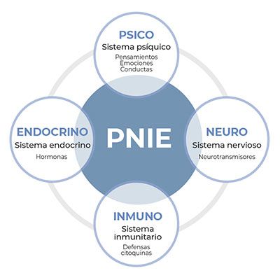 🌐 Microbiota, ejercicio y rendimiento: el eje intestino‑cerebro como aliado del talento